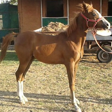 Al-Helwa Stud Sale - The Al-Helwah Stud has 3 mares for sale, which can be bought individually for R6,000 each, or as a group for R15,000.  The 2 founding mares alone are worth R 40,000 each, so this is a brilliant deal.
