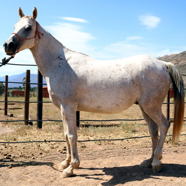 Koringkloof Nagid - Arabian Gelding<br>
Born: 27/2/2009<br>
Nagid is backed and a lovely ride. He has not ridden competitively.
