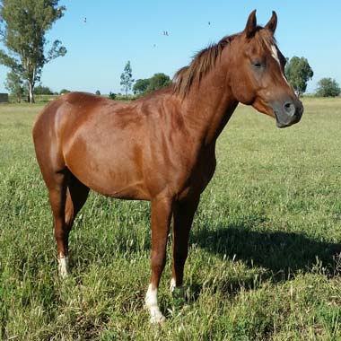 UR Red Valentine - Arabian Gelding<br>
4 years old<br>
Size: 14.2hh and still growing<br>
Very sweet boy. Backed. All vacs up to date. Erasa passport.